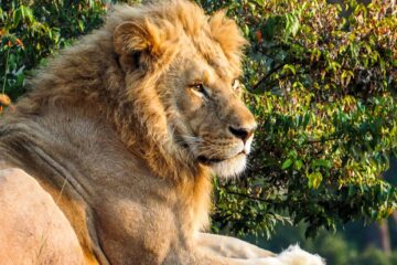 African black manned lion in Masai Mara game reserve Kenya