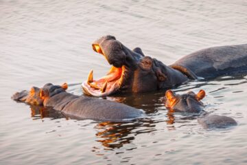 Hippos in Lake Naivasha during Kenya wildlife safari tours