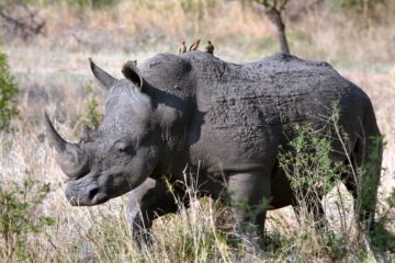 Rhino grazing in Lake Nakuru national park Kenya