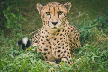 Cheetah in Serengeti National Park during Tanzania wildlife safari
