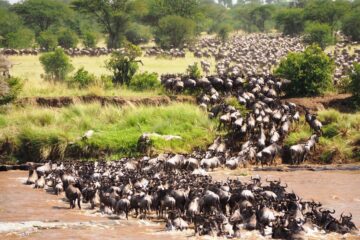 Great Serengeti migration of wildebeest in Tanzania