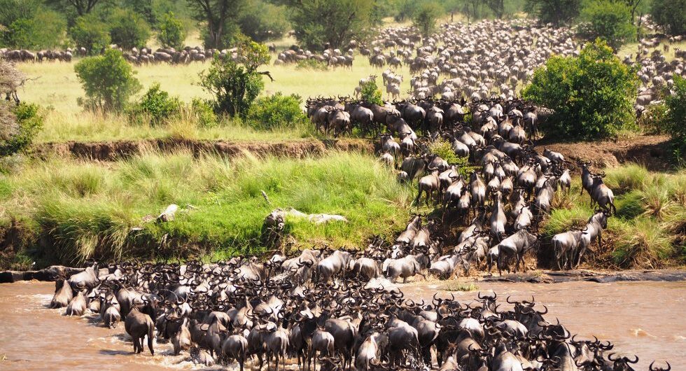 Great Serengeti migration of wildebeest in Tanzania