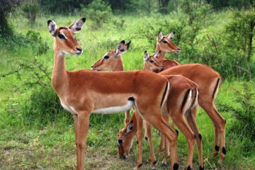Impalas in Queen Elizabeth National Park Uganda