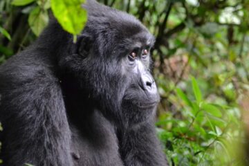 Mountain Gorilla in Uganda Bwindi Forest