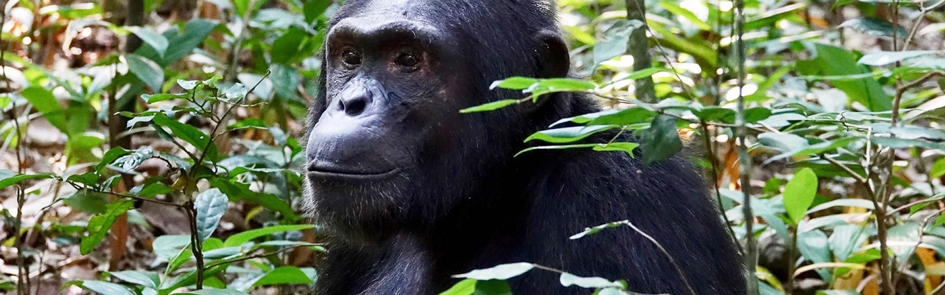 6 Days Uganda Gorilla Trekking, Chimpanzee and Wildlife Safari