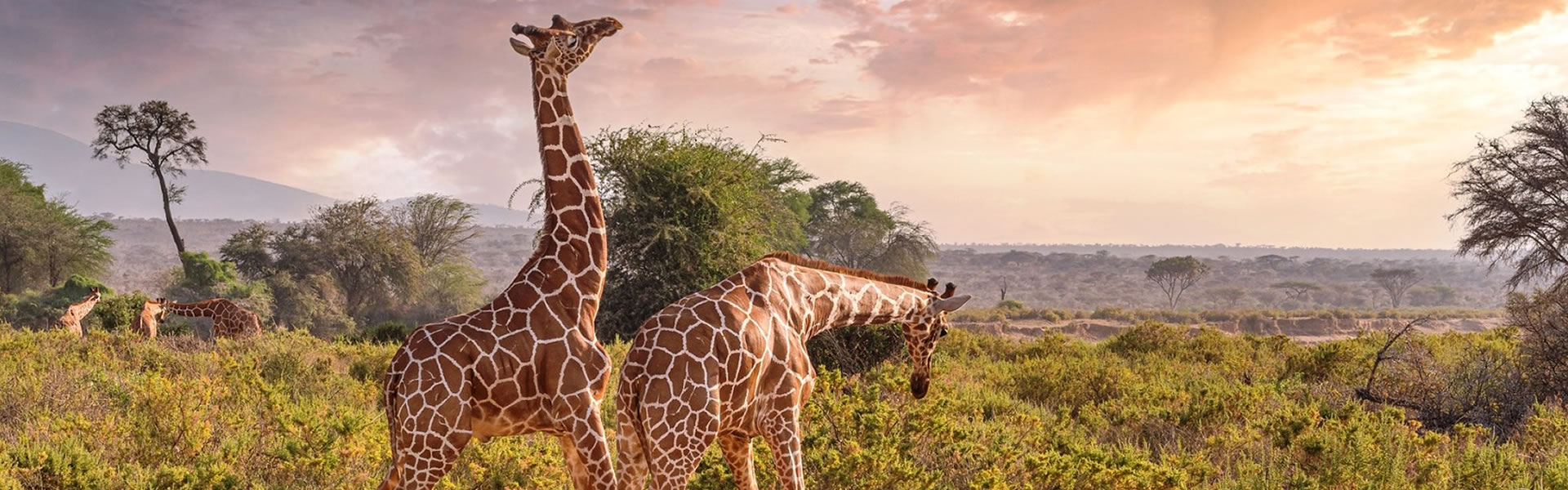5 Days Tanzania Wildlife Safari