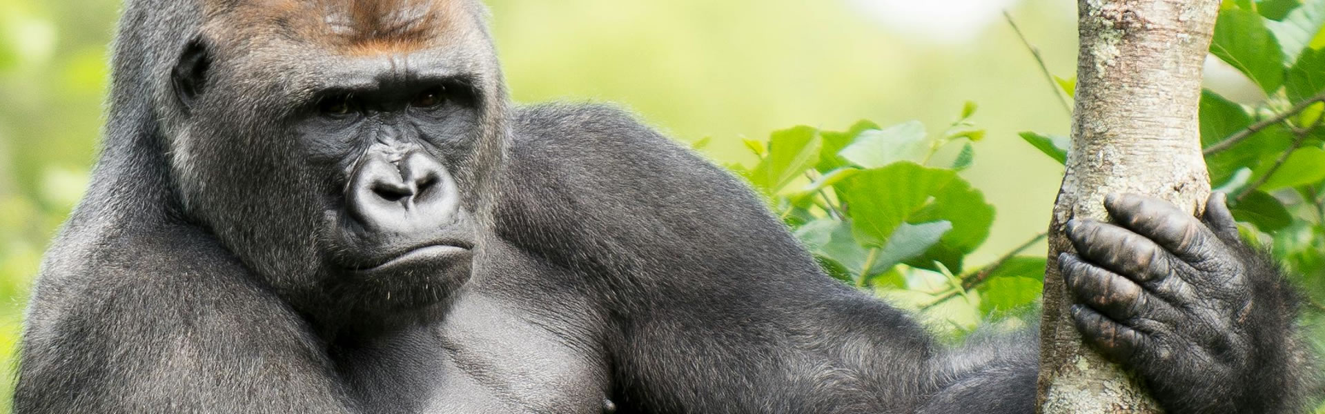 3 Days Uganda Gorilla Trekking Safari