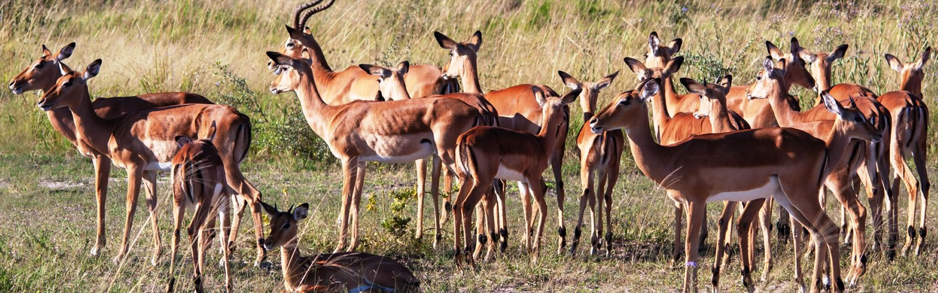 10 Days Uganda Wildlife and Gorilla Trekking Safari