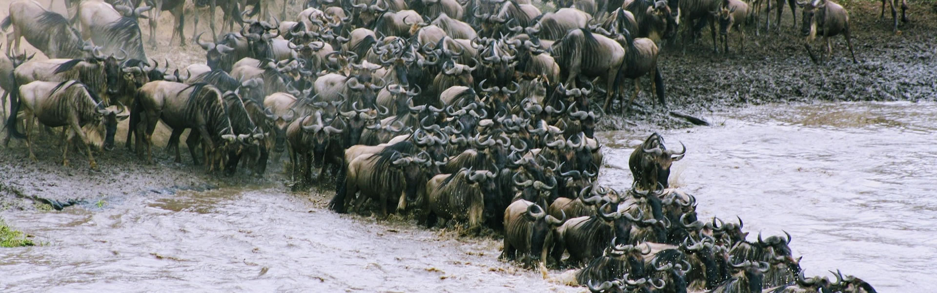 Safari Experience