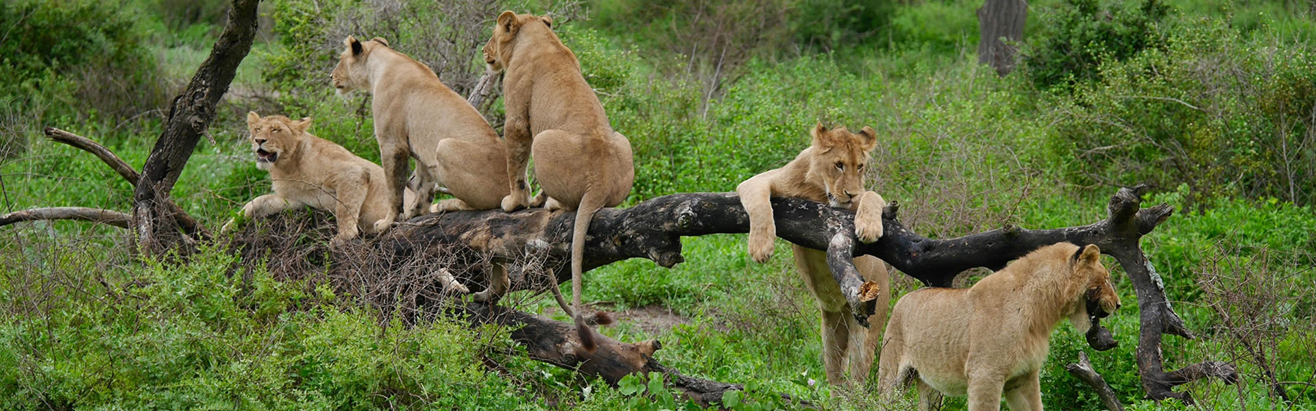 Tours & Safaris